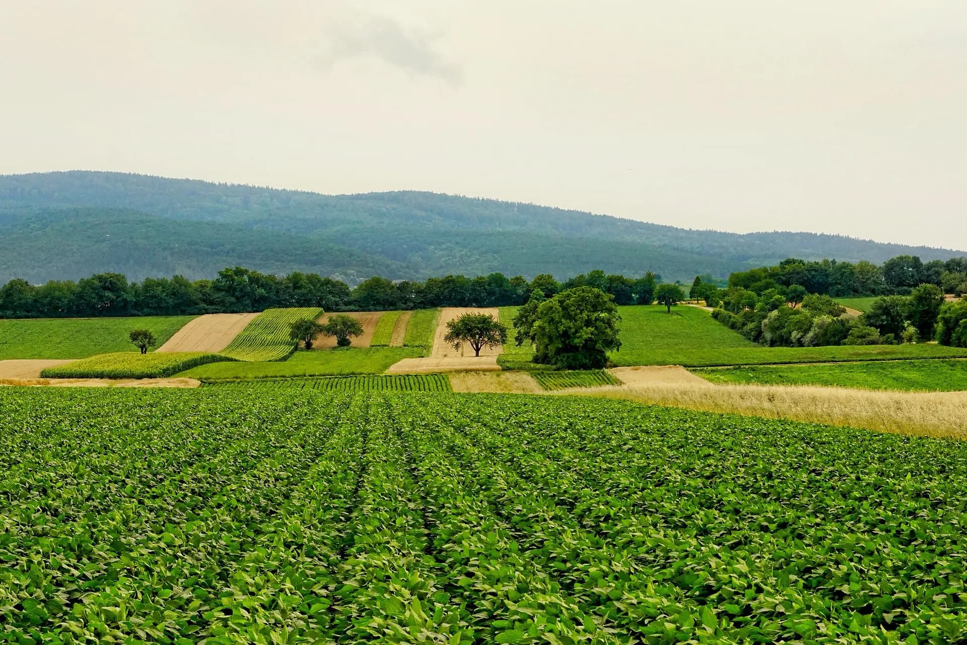 Farmland landscape